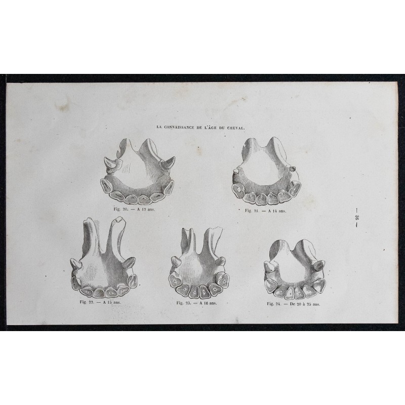 1861 - Mâchoires de cheval de 12 à 25 ans 