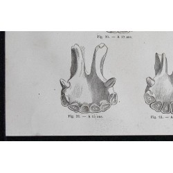 1861 - Mâchoires de cheval de 12 à 25 ans 