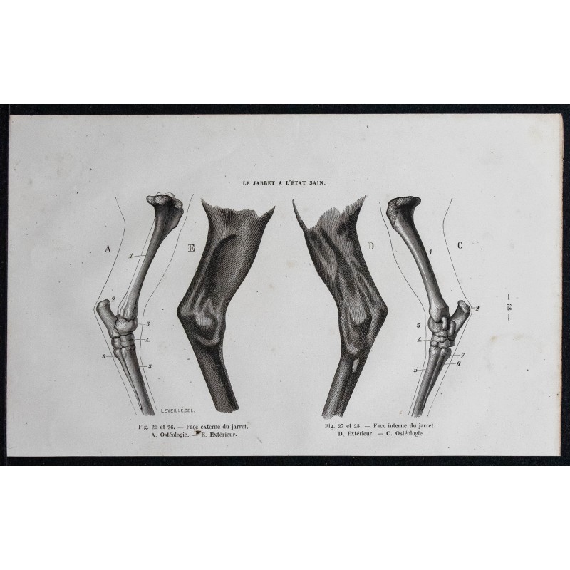 1861 - Jarret d'un cheval et Ostéologie 