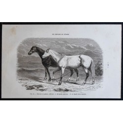 1861 - Chevaux en pâtures entravés 