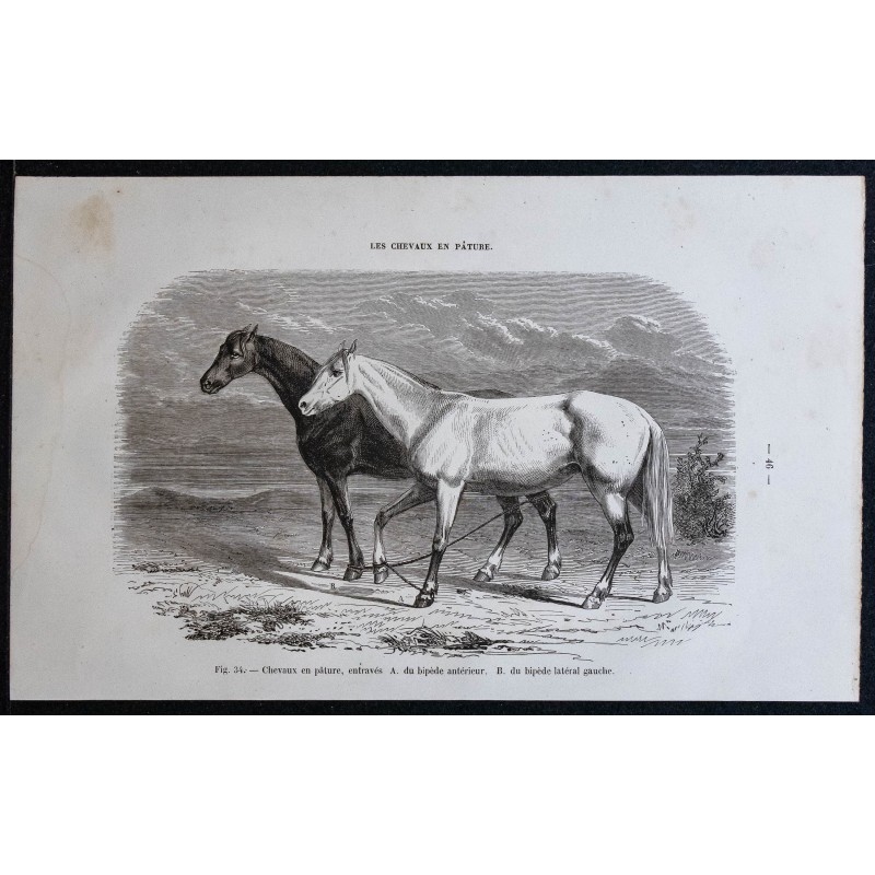 1861 - Chevaux en pâtures entravés 