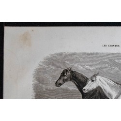 1861 - Chevaux en pâtures entravés 