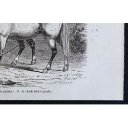 1861 - Chevaux en pâtures entravés 