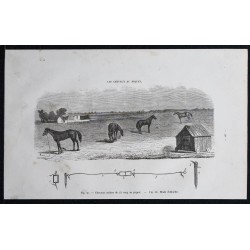 1861 - Chevaux au piquet 