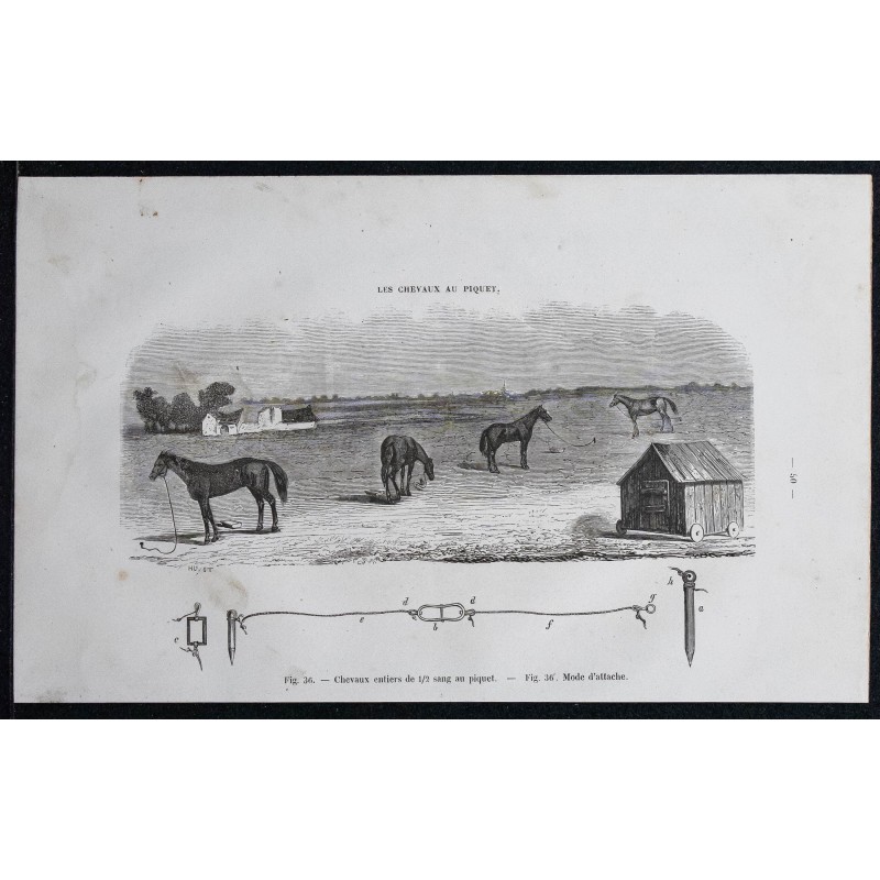 1861 - Chevaux au piquet 