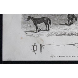 1861 - Chevaux au piquet 