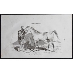 1861 - Cheval arabe de pur sang 