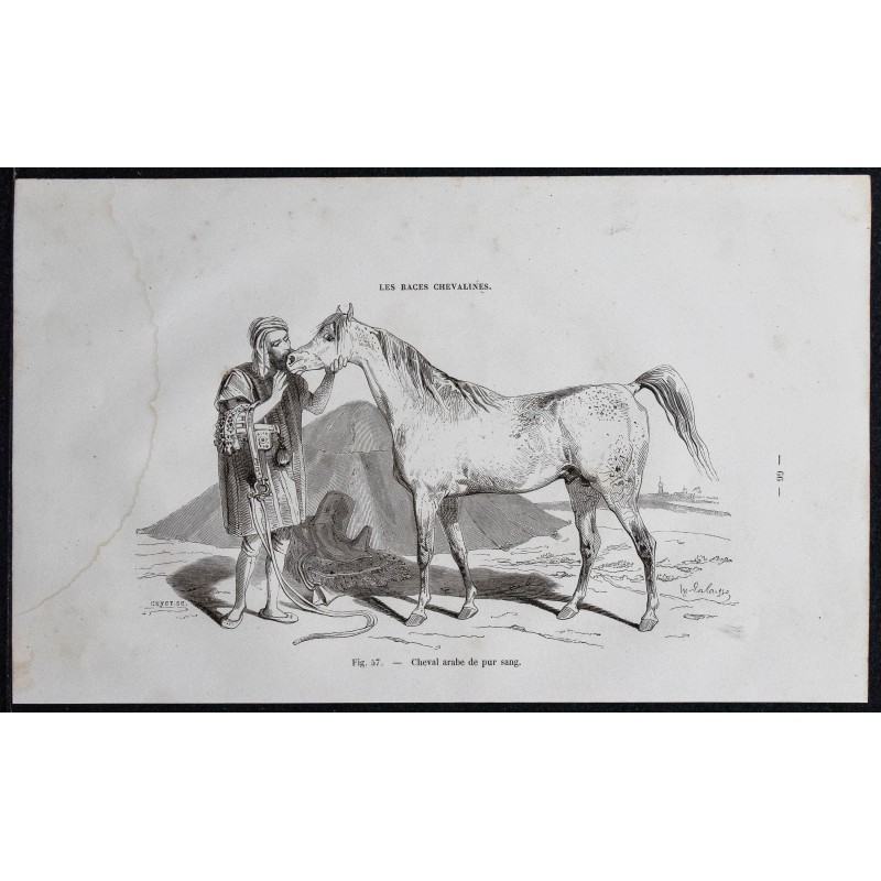 1861 - Cheval arabe de pur sang 