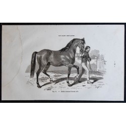 1861 - Étalon normand d'avant 1830 