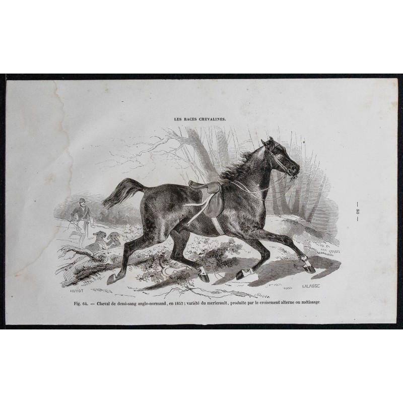 1861 - Cheval de demi-sang anglo-normand 