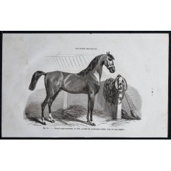 1861 - Cheval anglo-normand en 1860 