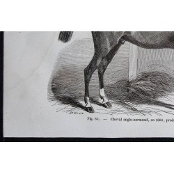 1861 - Cheval anglo-normand en 1860 