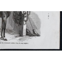 1861 - Cheval anglo-normand en 1860 