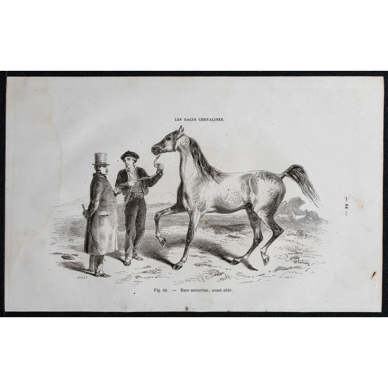 1861 - Cheval de race navarrine, avant 1830 