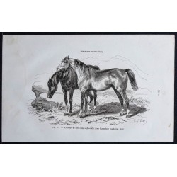 1861 - Chevaux de demi-sang anglo-arabe 