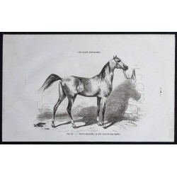 1861 - Cheval bigourdan 