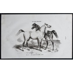 1861 - Cheval de race anglo-arabe du midi 