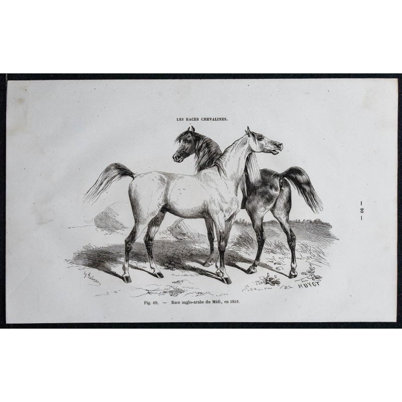 1861 - Cheval de race anglo-arabe du midi 