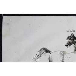 1861 - Cheval de race anglo-arabe du midi 