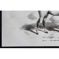 1861 - Cheval de race anglo-arabe du midi 