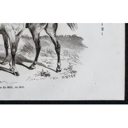 1861 - Cheval de race anglo-arabe du midi 