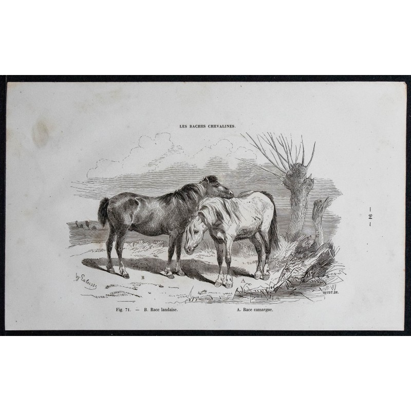 1861 - Cheval de race landaise & Camargue 