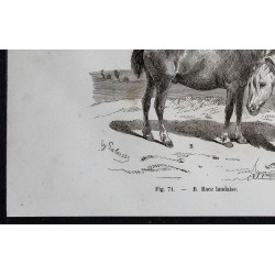 1861 - Cheval de race landaise & Camargue 