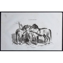 1861 - Chevaux de race Lorraine 