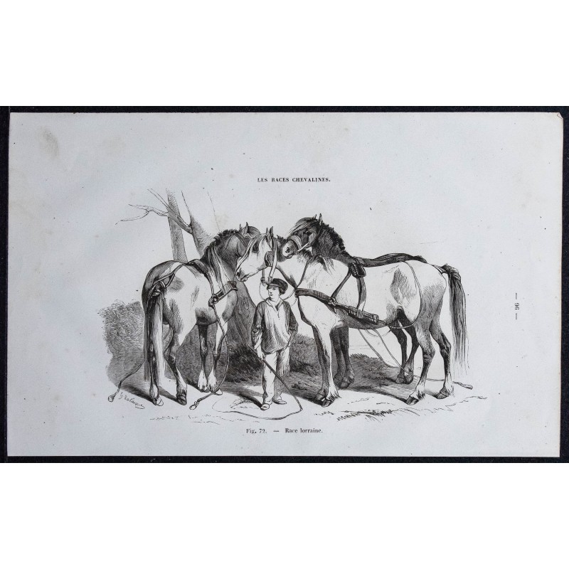 1861 - Chevaux de race Lorraine 