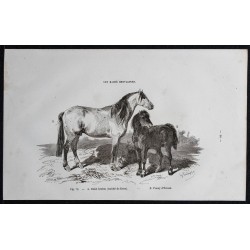 1861 - Bidet breton & Poney d'Ecosse 