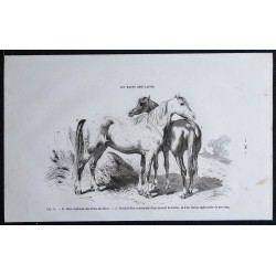 1861 - Cheval de race bretonne des Côtes-du-Nord 