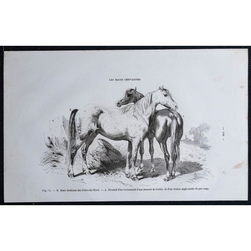 1861 - Cheval de race bretonne des Côtes-du-Nord 