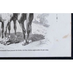 1861 - Cheval de race bretonne des Côtes-du-Nord 