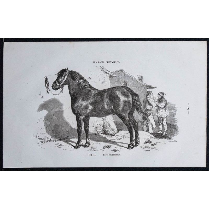 1861 - Cheval de race boulonnaise 