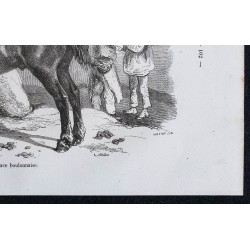 1861 - Cheval de race boulonnaise 