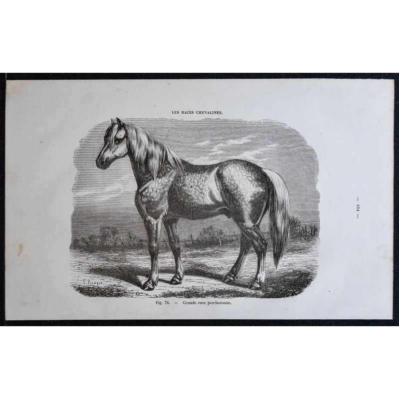 1861 - Cheval de grande race percheronne 