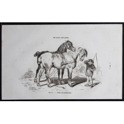 1861 - Cheval de petite race percheronne 