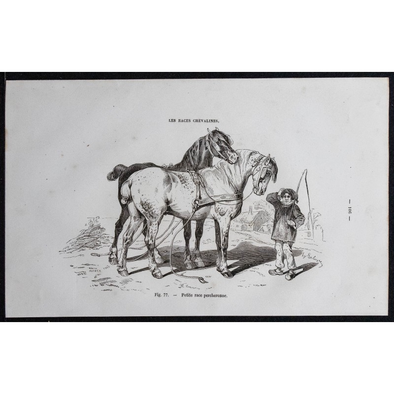 1861 - Cheval de petite race percheronne 