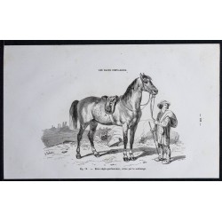 1861 - Cheval de race anglo-percheronne 