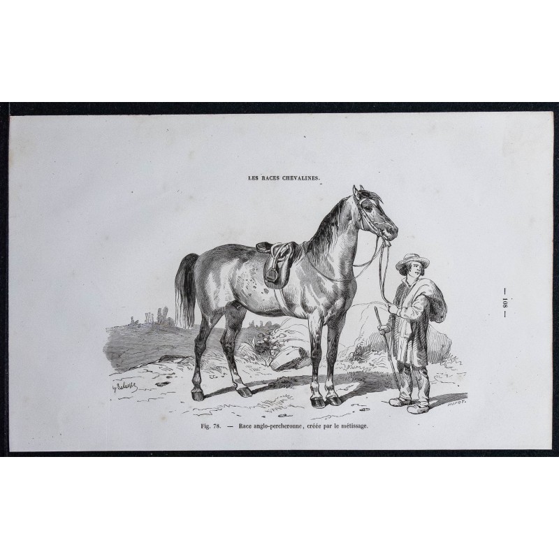 1861 - Cheval de race anglo-percheronne 