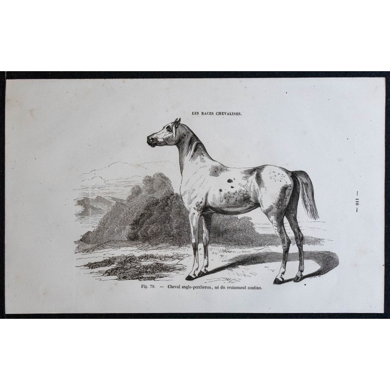 1861 - Cheval anglo-percheron 