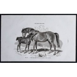 1861 - Cheval demi-sang anglo-breton 