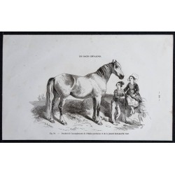 1861 - Étalon percheron et jument bretonne 