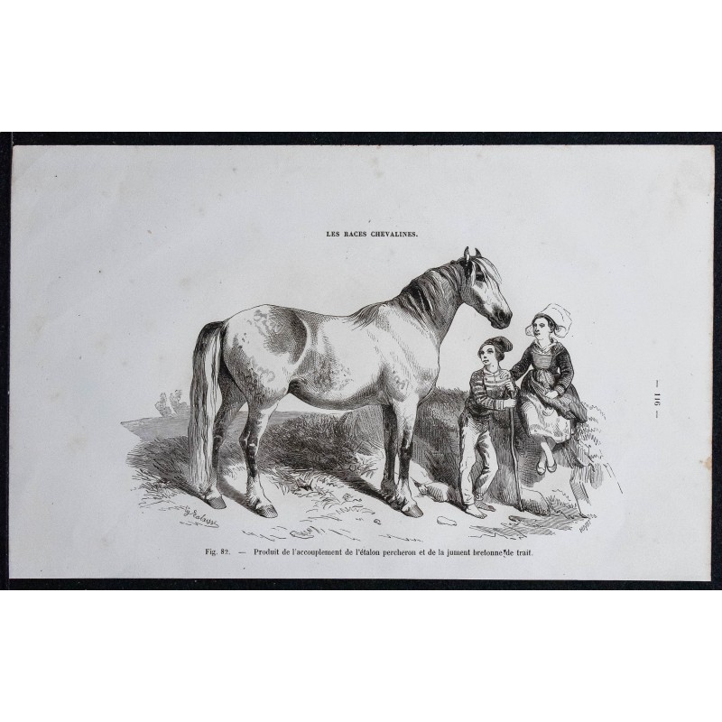 1861 - Étalon percheron et jument bretonne 