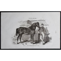 1861 - Cheval de race ardennaise 