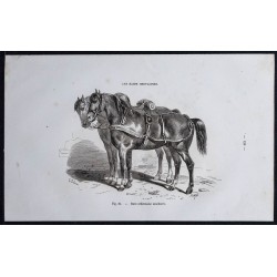 1861 - Chevaux de race ardennaise améliorée 