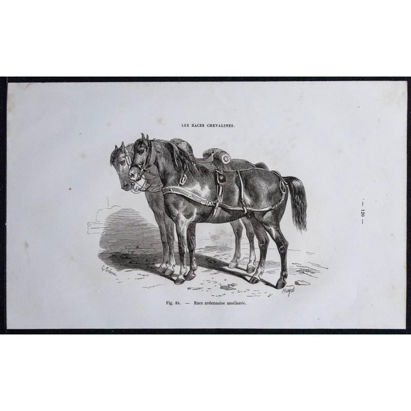 1861 - Chevaux de race ardennaise améliorée 