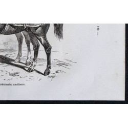 1861 - Chevaux de race ardennaise améliorée 