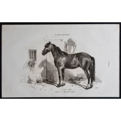 1861 - Cheval de race franc-comtoise 