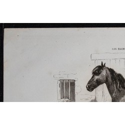 1861 - Cheval de race franc-comtoise 